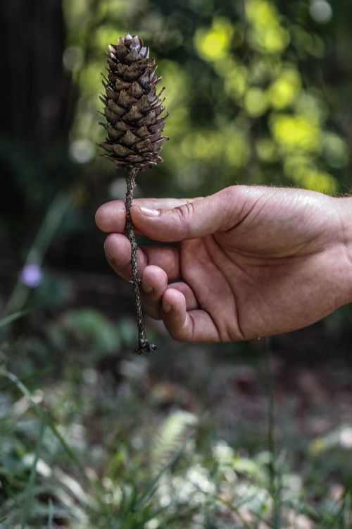 pinecone nature hand