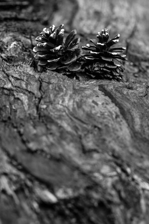 pinecone wood nature