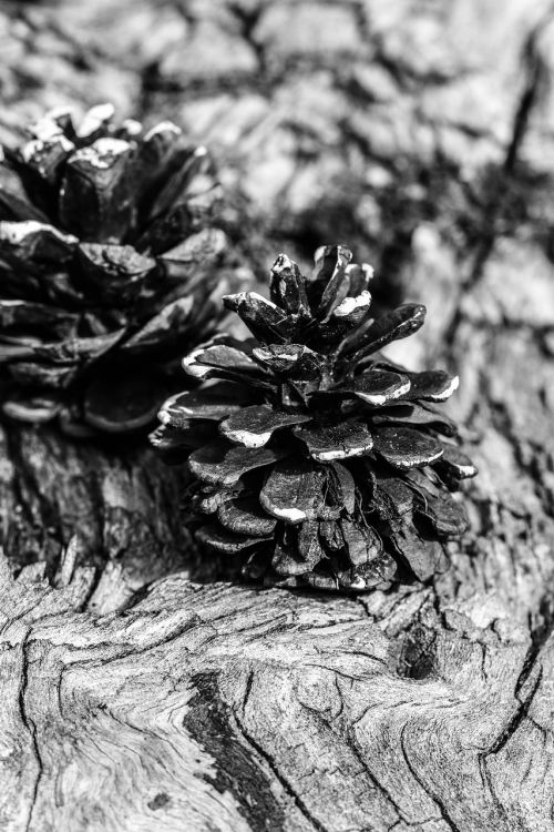 pinecone black and white nature