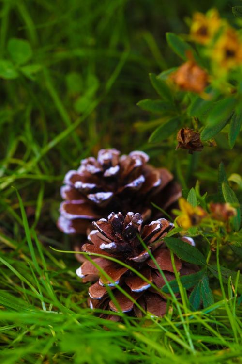 pinecone grass plant