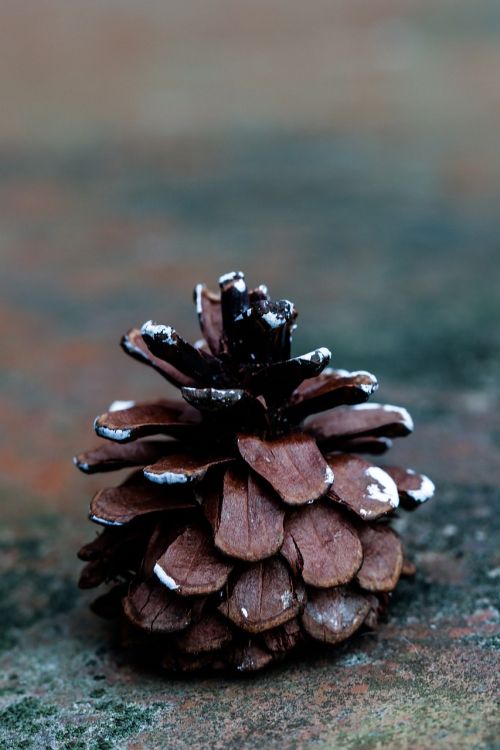 pinecone fall nature