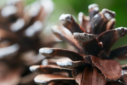 pinecone nature macro