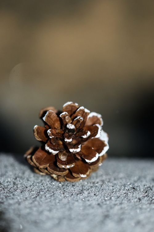 pinecone snow nature