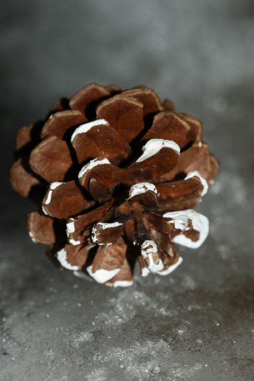 pinecone winter macro