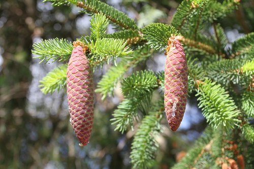 pinecone  fir  nature