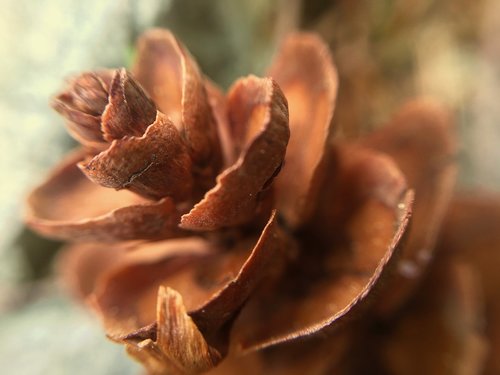 pinecone  cone  nature