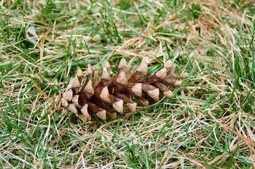 pinecone  outdoors  ground