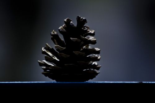pinecone tree pine