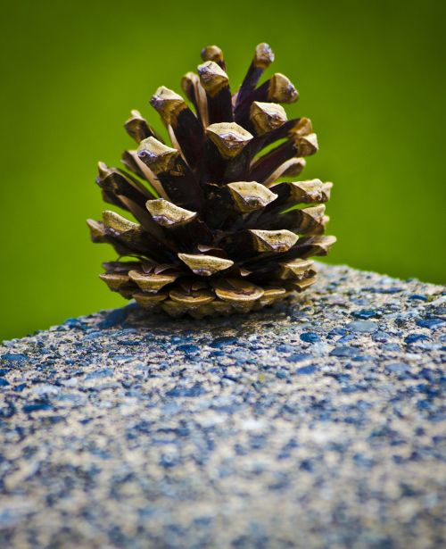 pinecone green cone