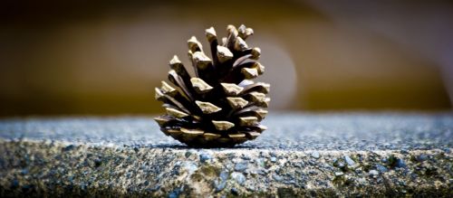 pinecone green cone