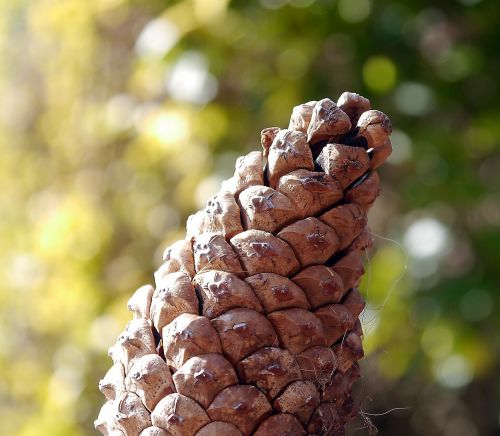 pinecone cone pine