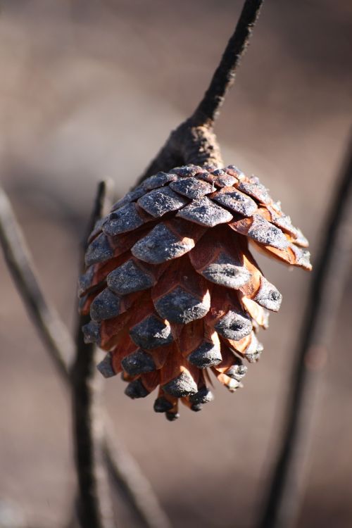 pinecone forest nature