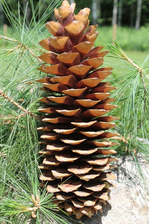 pinecone nature pine