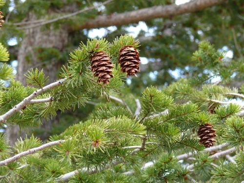 pinecones nature fir tree
