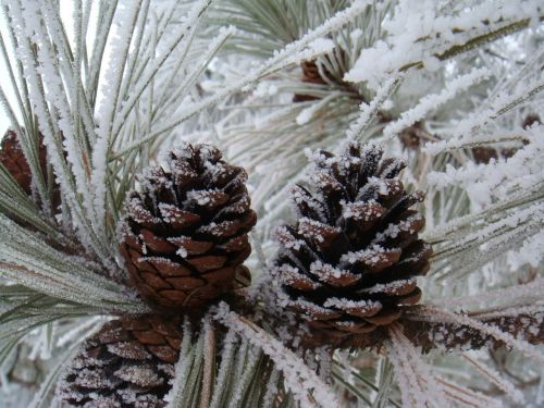 pinecones winter frost