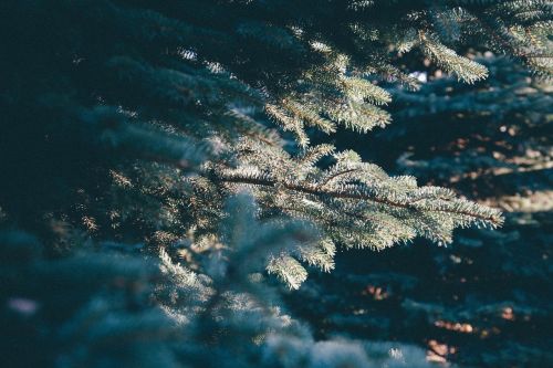 pines frozen snow