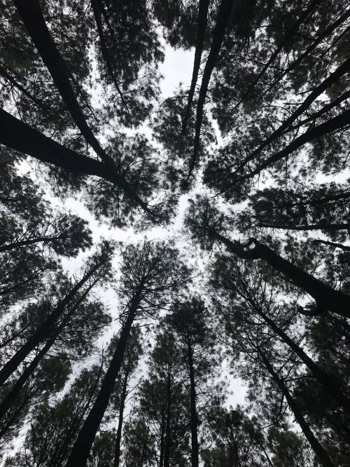 pines nature black and white