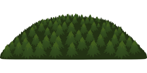 pines trees woods