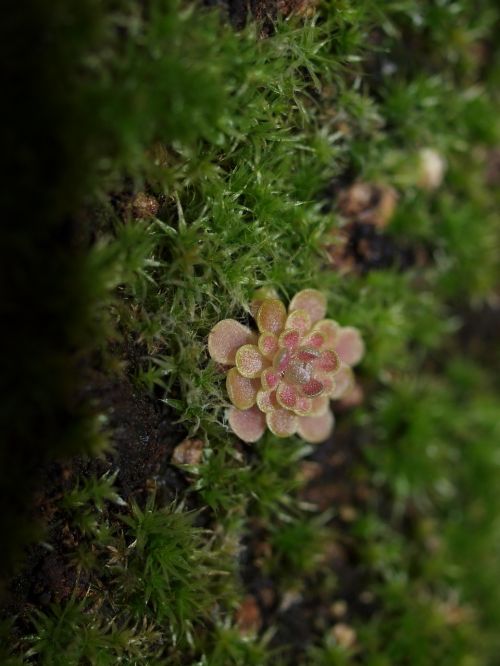pinguicula debbertiana butterwort carnivores
