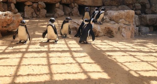 pinguine sand animal