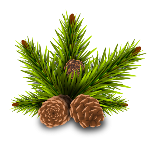 pinheiro pine cones tree