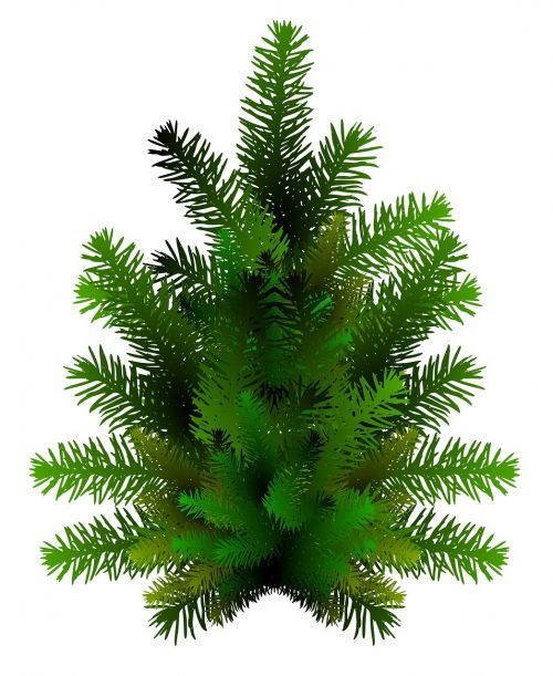 pinheiro rama festivity