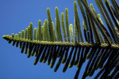 pinheiro nature tree