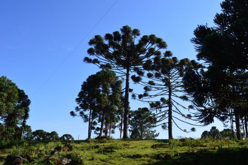 pinheiro sky nature