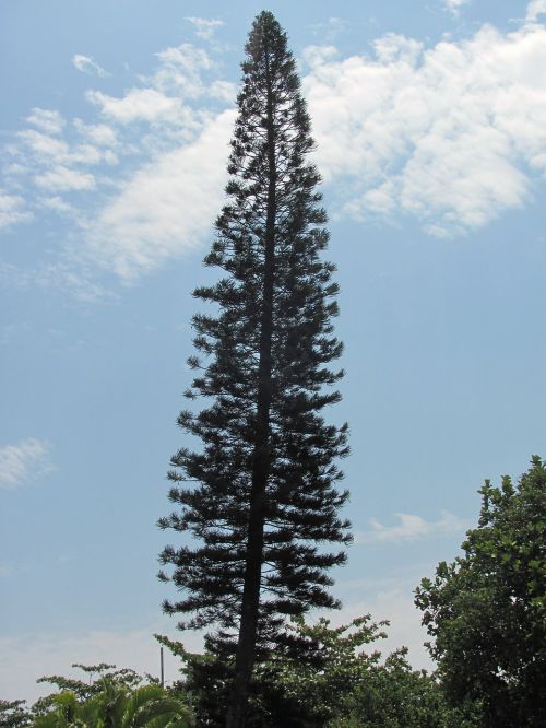 pinheiro tree nature