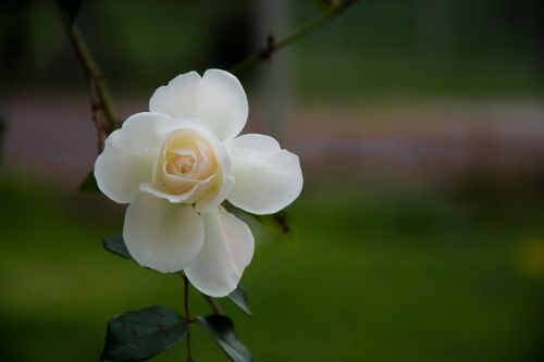 pink flower white rose