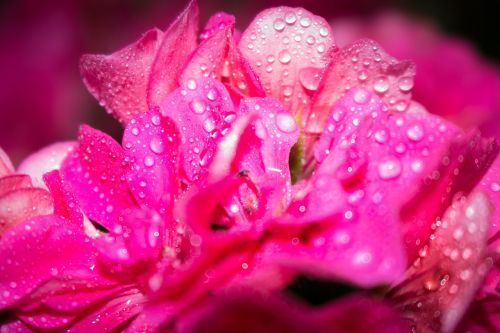 flower pink water