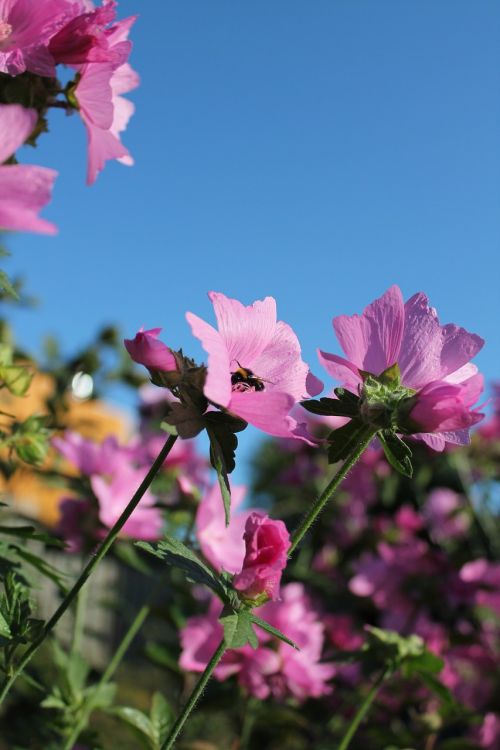 pink flowers sky