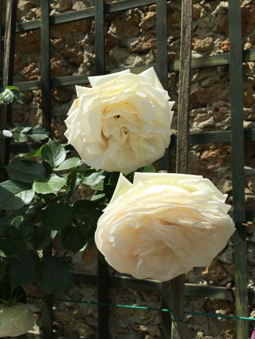 roses white flowers