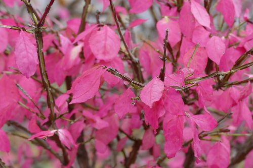 pink fall leaves