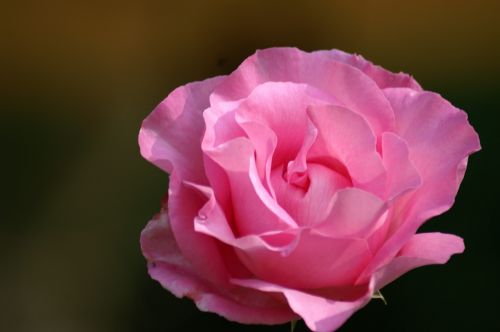 pink flower pink flowers