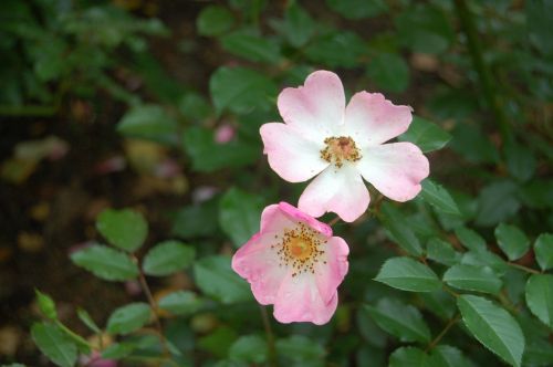 roses color pink flower