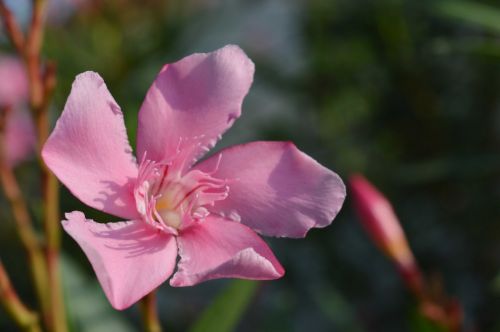 pink flower nature