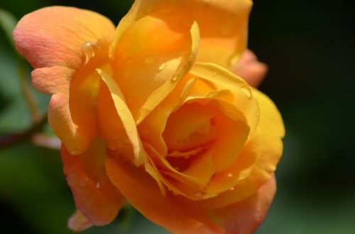 pink yellow rose orange rose
