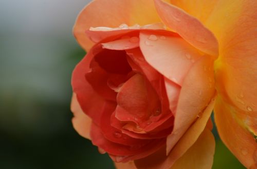pink yellow rose orange rose