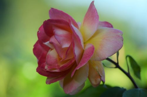 pink yellow rose pink rose