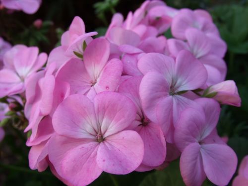 geranium pink flower