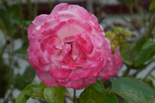 pink flower florist