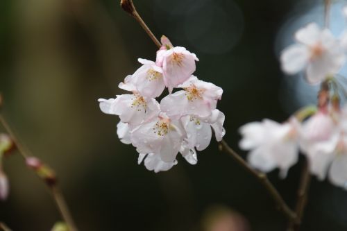 pink sakura cherry
