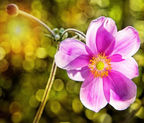 pink flower nature