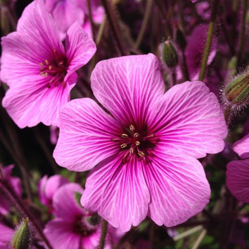 pink flower spring