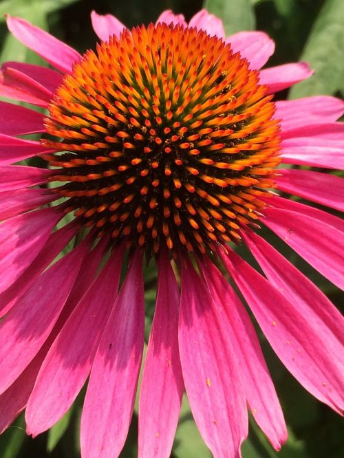 pink cone flower flower