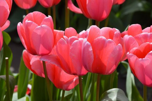pink red tulips