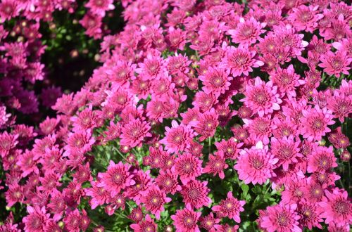 pink flowers spring