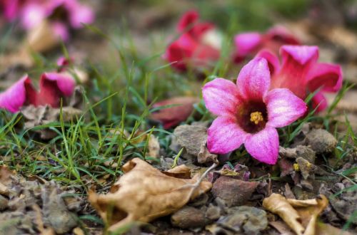 pink flower nature