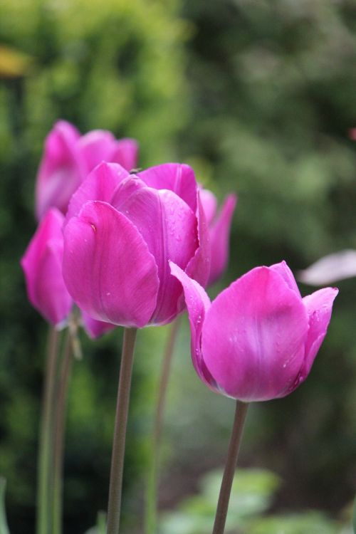 tulips pink flowers